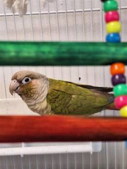 Camelle -  Conure Bird for Adoption in Montreal, Quebec - Camelle | PetCurious