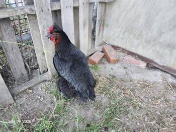Chicken Birds Available for Adoption in Santa Cruz, California - OLIVIA* | PetCurious