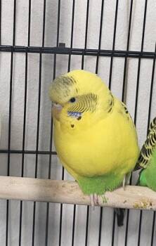 Parakeet Birds Available for Adoption - A1261732 | PetCurious