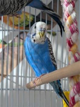 Concombre -  Parakeet Bird for Adoption in Montreal, Quebec - Concombre | PetCurious