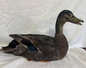 Lipton -  Duck Bird for Adoption in Salinas, California - Lipton | PetCurious