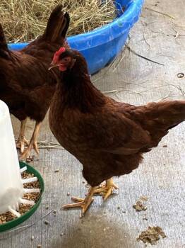 LYDIA -  Chicken Bird for Adoption in Union, Missouri - LYDIA | PetCurious