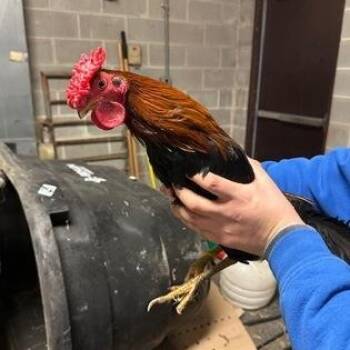 Chicken Birds Available for Adoption in Philadelphia, Pennsylvania - Marbles | PetCurious