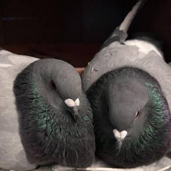 Pigeon Birds Available for Adoption in Chicago, Illinois - Kimchi & Kewpie (married Couple) | PetCurious
