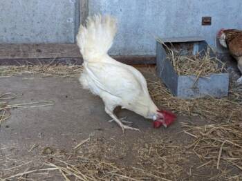 ADOBO -  Chicken Bird for Adoption in Santa Cruz, California - ADOBO | PetCurious