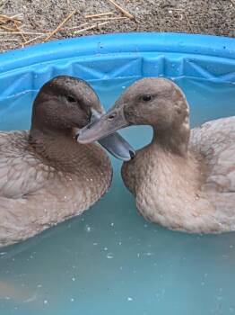 Biscuit / Cookie -  Duck Bird for Adoption in Eagle Mountain, Utah - Biscuit / Cookie | PetCurious