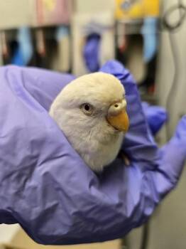 HAWK -  Parakeet Bird for Adoption in Kent, Washington - HAWK | PetCurious