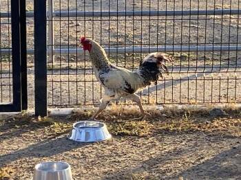 Chicken Birds Available for Adoption in Tustin, California - DILLINGER | PetCurious