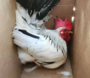 1-6 -  Chicken Bird for Adoption in San Antonio, Texas - 1-6 | PetCurious