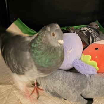 Chickadee & Mighty (married couple) -  Pigeon Bird Available for Adoption in Chicago, Illinois - Chickadee & Mighty (married Couple) | PetCurious