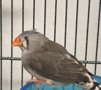 Carey -  Finch Bird for Adoption in New Hope, Pennsylvania - Carey | PetCurious
