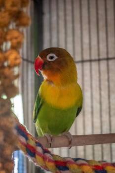 Skittles -  Lovebird Bird for Adoption in Bellingham, Washington - Skittles | PetCurious