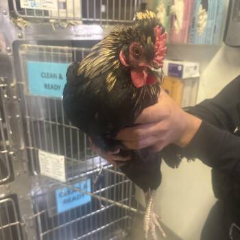 Rooster_2 -  Chicken Bird for Adoption in San Gabriel, California - Rooster_2 | PetCurious