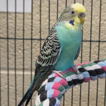 Lucky Day -  Parakeet Bird for Adoption in Asheville, North Carolina - Lucky Day | PetCurious