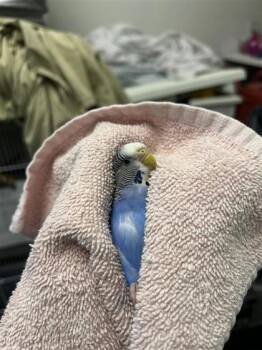 Coing -  Parakeet Bird for Adoption in Montreal, Quebec - Coing | PetCurious