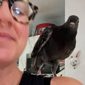 Smudge -  Pigeon Bird for Adoption in Chicago, Illinois - Smudge | PetCurious