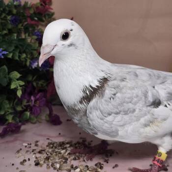 Biscoff -  Pigeon Bird for Adoption in Chicago, Illinois - Biscoff | PetCurious