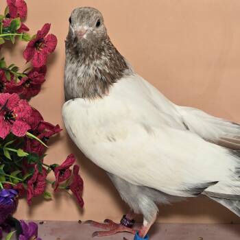 French Toast -  Pigeon Bird for Adoption in Chicago, Illinois - French Toast | PetCurious