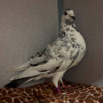 Mailman -  Pigeon and Dove Bird for Adoption in Waterloo, Iowa - Mailman | PetCurious