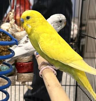 Parakeet Birds Available for Adoption in Des Moines, Iowa - Tom - Bonded Buddy With Judy | PetCurious