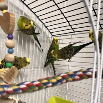 Parakeet #11 -  Parakeet Bird for Adoption in Wheaton, Illinois - Parakeet #11 | PetCurious