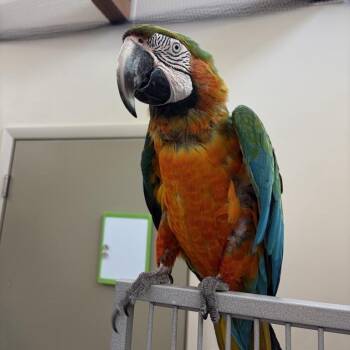 Macaw Birds Available for Adoption in Kanab, Utah - Rose | PetCurious