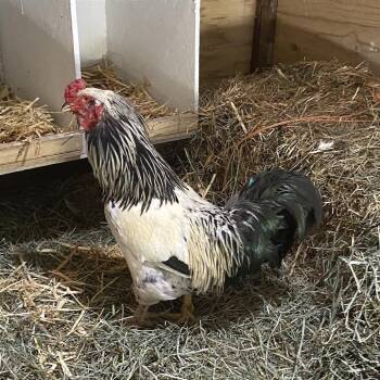 Bob -  Chicken Bird for Adoption in Cheyenne, Wyoming - Bob | PetCurious