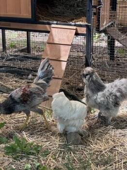 Walnut -  Chicken Bird for Adoption in Eugene, Oregon - Walnut | PetCurious