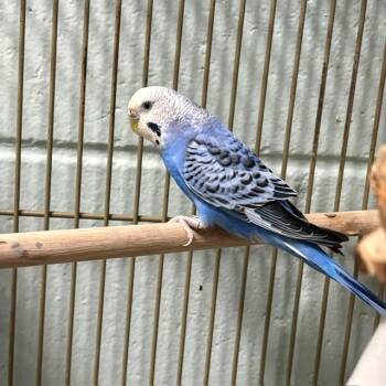 SNOWY -  Parakeet Bird for Adoption in Boston, Massachusetts - SNOWY | PetCurious
