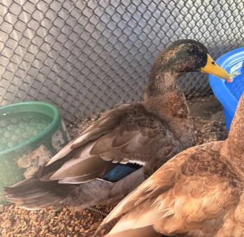 Donald -  Duck Bird for Adoption in Golden, Colorado - Donald | PetCurious