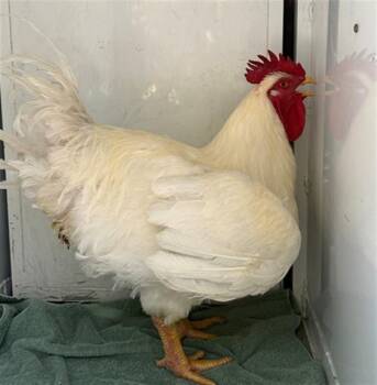 A926468 -  Chicken Bird for Adoption in Sacramento, California - A926468 | PetCurious