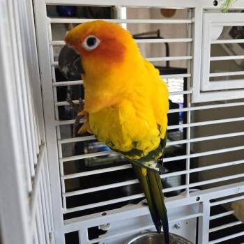 Pippen -  Conure Bird for Adoption in Elizabeth, Colorado - Pippen | PetCurious