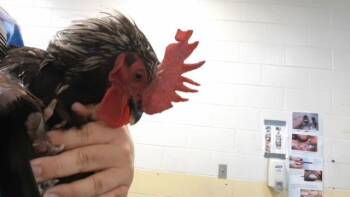 A184790 -  Chicken Bird for Adoption in Tulsa, Oklahoma - A184790 | PetCurious