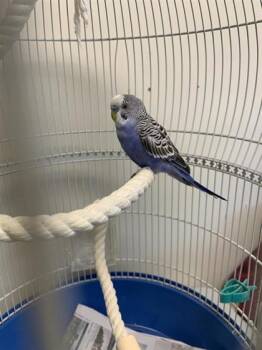Paul -  Parakeet Bird Available for Adoption in Montreal, Quebec - Paul | PetCurious