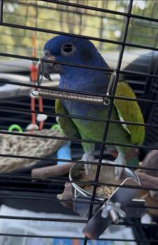 Blue Headed Pionus -  Pionus Bird for Adoption in Bull Valley, Illinois - Blue Headed Pionus | PetCurious
