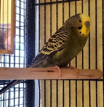Budgie Budgerigar Birds Available for Adoption in Fairfax, Virginia - Dwight | PetCurious