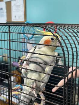 Cockatiel Birds Available for Adoption in Circleville, Ohio - Mango | PetCurious