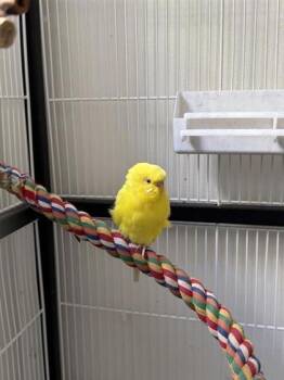 Bogota -  Budgie Budgerigar Bird for Adoption in Montreal, Quebec - Bogota | PetCurious