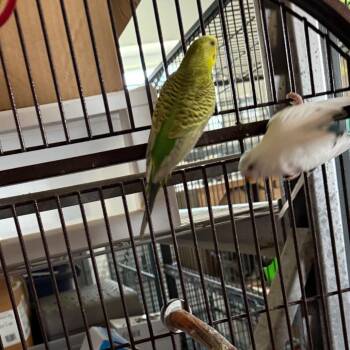 Jasper -  Parakeet Bird for Adoption in Quakertown, Pennsylvania - Jasper | PetCurious