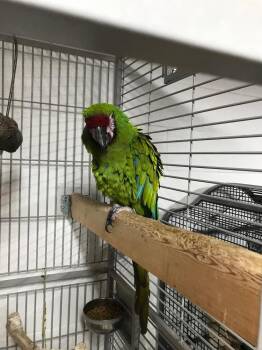 Macaw Birds Available for Adoption in Pittsburgh, Pennsylvania - HONKERS | PetCurious