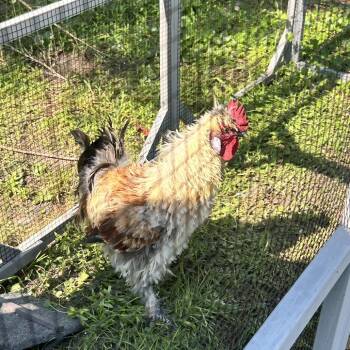 Mr. Silk -  Chicken Bird for Adoption in Newport, North Carolina - Mr. Silk | PetCurious