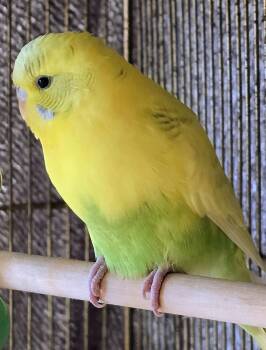 -154 Sunny -  Parakeet Bird for Adoption in Lindenhurst, New York - -154 Sunny | PetCurious
