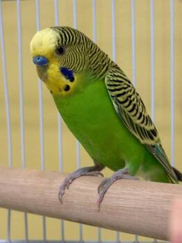 Lime Juice -  Budgie Budgerigar Bird for Adoption in Fairfax, Virginia - Lime Juice | PetCurious