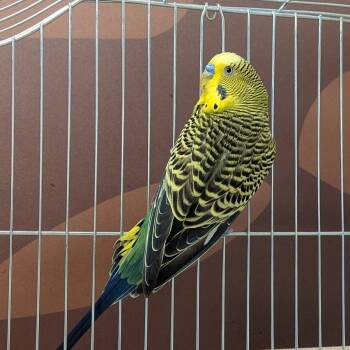 Budgie Budgerigar Birds Available for Adoption - Xex | PetCurious