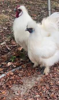 Cosmo & Coco -  Chicken Bird for Adoption in Nashville, Tennessee - Cosmo & Coco | PetCurious