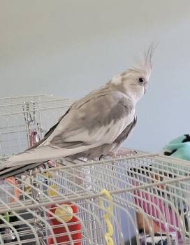 Cockatiel Birds Available for Adoption - Pearl | PetCurious