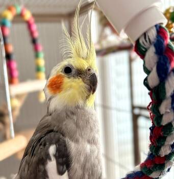 Cockatiel Birds Available for Adoption - Ringo | PetCurious