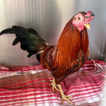 Earl* -  Chicken Bird for Adoption in San Gabriel, California - Earl* | PetCurious