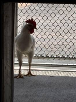 Chicken Birds Available for Adoption in Loveland, Colorado - CHAZZ | PetCurious