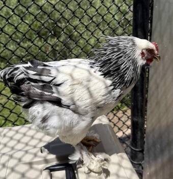 Hei Hei -  Chicken Bird for Adoption in Golden, Colorado - Hei Hei | PetCurious